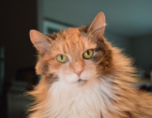 2DACE60B-EAEA-4E9E-A90A-81735DF1E0E9